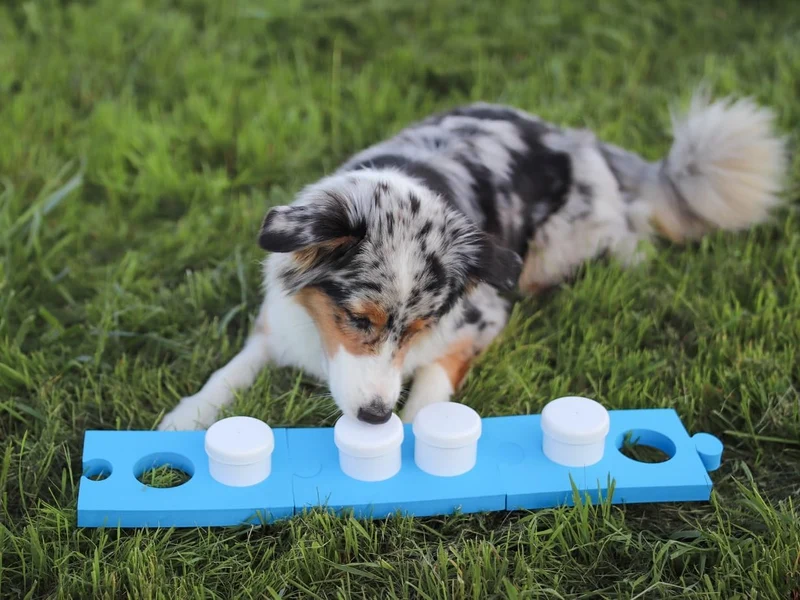 Lemodo Schnüffelset für Hunde mit 4 Dosen, Hundetraining, Geruchssinn, Agility Training für Hunde