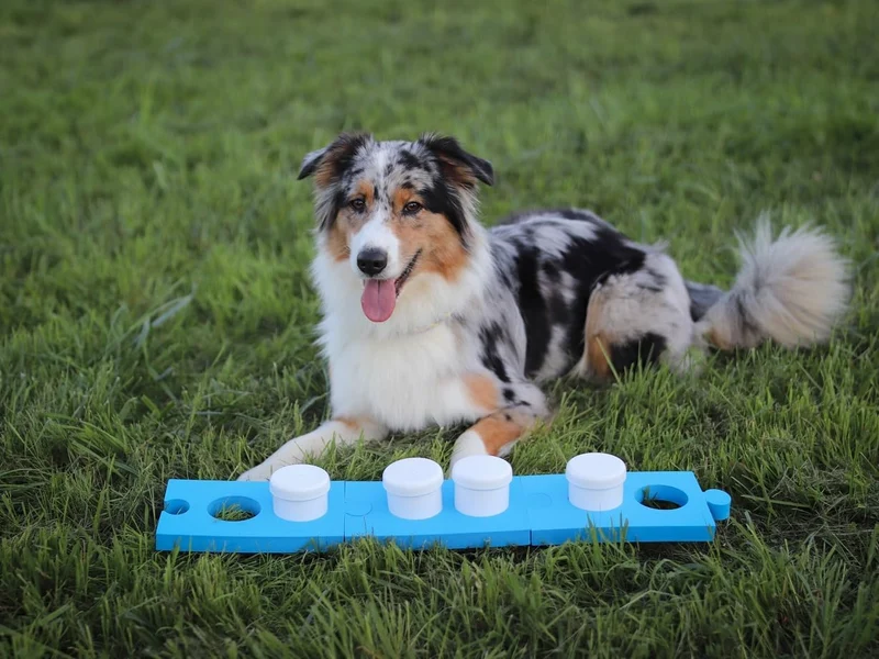 Lemodo Schnüffelset für Hunde mit 4 Dosen, Hundetraining, Geruchssinn, Agility Training für Hunde