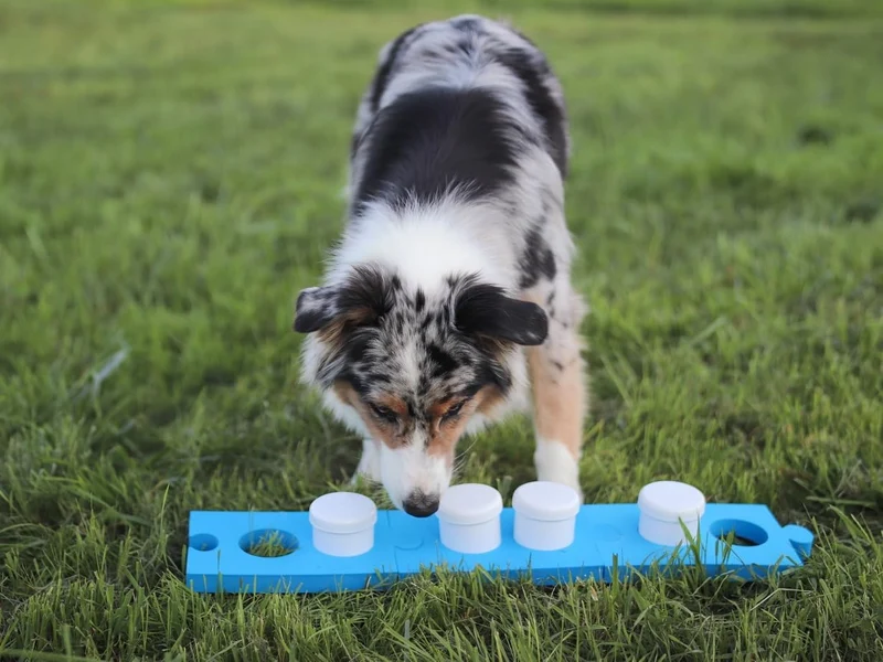 Lemodo Schnüffelset für Hunde mit 4 Dosen, Hundetraining, Geruchssinn, Agility Training für Hunde