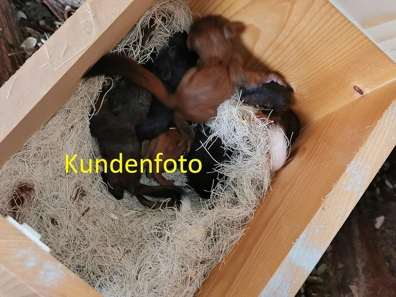XXXL Eichhörnchen Kobel/Futterhaus aus hochwertigem Vollholz, deutsches Qualitätsprodukt,von Hand ge