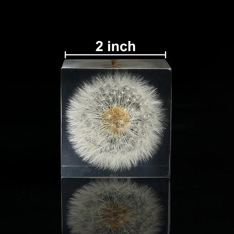 DESHINTKE Briefbeschwerer mit Pusteblume in Würfelform, mit Holzbox, 5,1 cm, transparent, echte Löwe