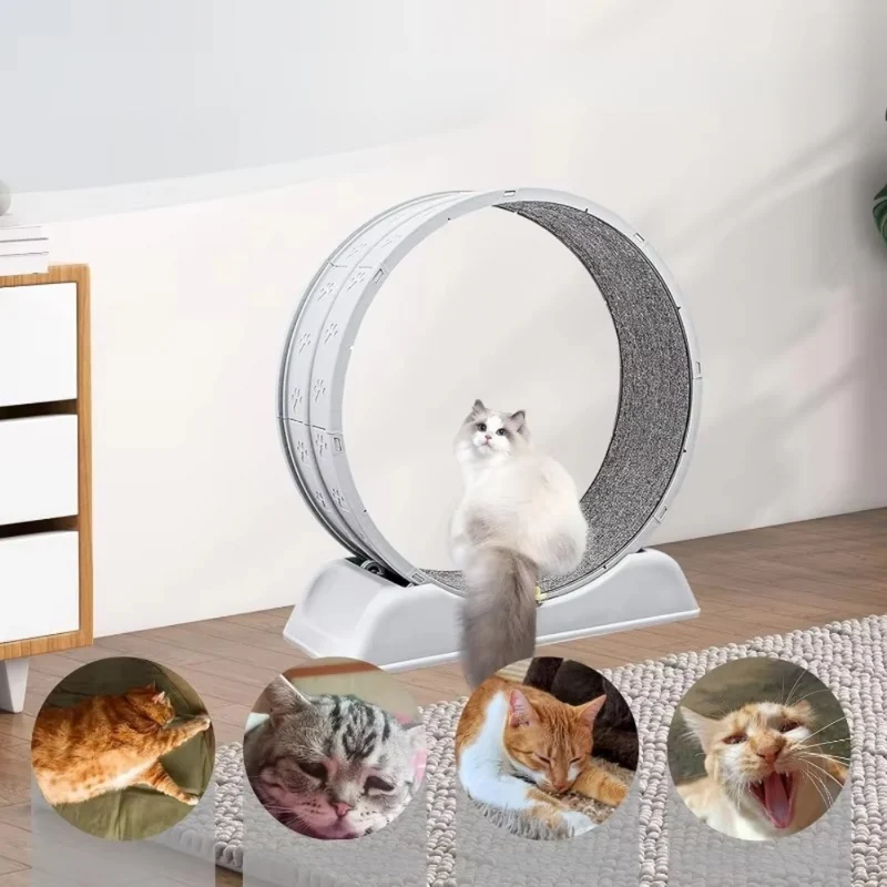 Katzenlaufrad für Hauskatzen™ | Spielspaß, Fitness & Lebensfreude