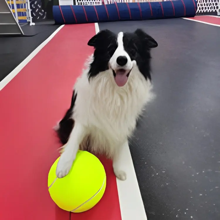 Verdella's - Monster Tennis Ball