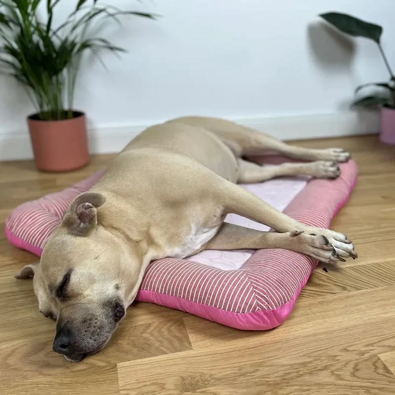 Cooles Schläfchen™ | Kühlkissenbett für Haustiere