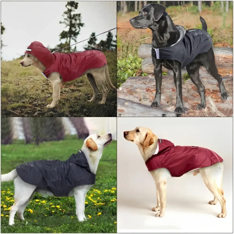 SplashSpaniel™ Spaß trotz Regen