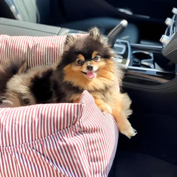 Hundy™ | Sicherer Hunde Autositz inkl. Gurt